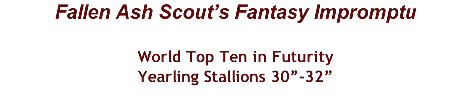 Fallen Ash Scout’s Fantasy Impromptu  World Top Ten in Futurity Yearling Stallions 30”-32”